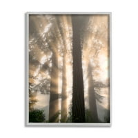 Stupell Industries Sun Rays Woodland Drveće Pogledajte pejzaž fotografije Grey Framed Art Print Wall Art