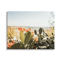 Stupell Sunlit bodljikavi kruški kaktus Fotografija Pejzaža Fotografija Galerija zamotana platna Print