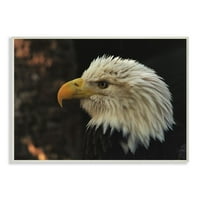 Stupell Industries portret ćelavog orla životinjska ptica fotografija zidna ploča Davida Sterna, 13 19