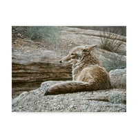 Zaštitni znak Likovna umjetnost 'Pogodno Coyote' Canvas Art by Ron Parker