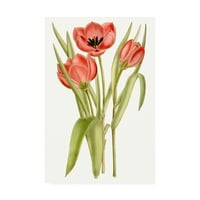 Zaštitni znak likovne umjetnosti 'Curtis Tulips VII' platno Art by Curtis